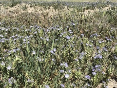 Phacelia ciliata