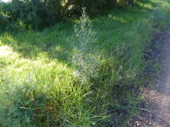 Ozothamnus argophyllus