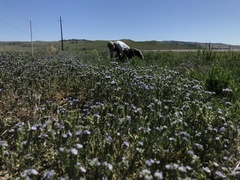 Phacelia ciliata