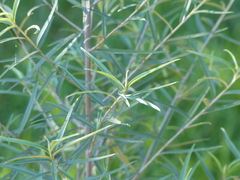Ozothamnus argophyllus