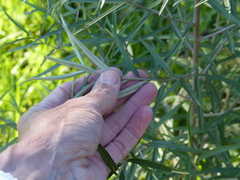 Ozothamnus argophyllus