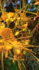 Caesalpinia pulcherrima