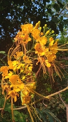 Caesalpinia pulcherrima