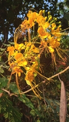 Caesalpinia pulcherrima