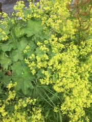 Alchemilla mollis