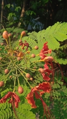Caesalpinia pulcherrima