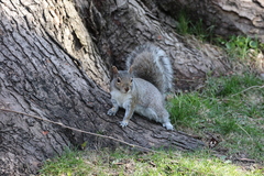 Sciurus carolinensis