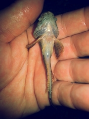 Cottus carolinae