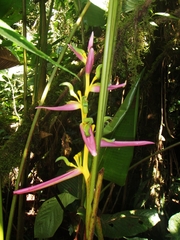 Heliconia aemygdiana