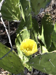 Opuntia oligacantha