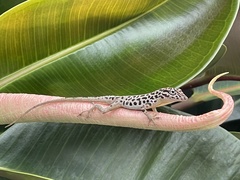 Anolis sabanus