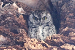 Megascops kennicottii