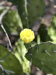 Opuntia oligacantha