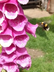Bombus hortorum