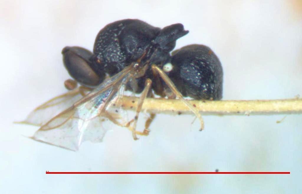Gowdeyana vitrisetosus