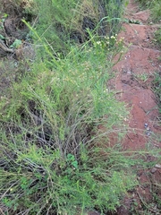 Baccharis boliviensis