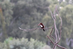 Halcyon smyrnensis