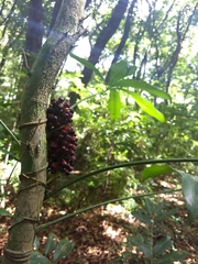 Anthurium pentaphyllum