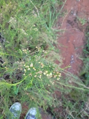 Baccharis boliviensis