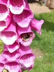 Bombus hortorum