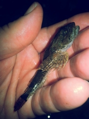 Cottus carolinae