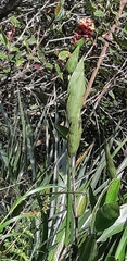 Elleanthus myrosmatis
