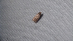 Monochroa quinquepunctella