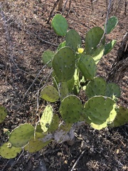 Opuntia oligacantha