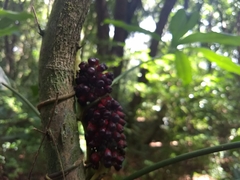 Anthurium pentaphyllum