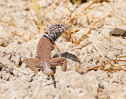 Desert Collared Lizard, Zzyzx Rd, California, USA, photo 10 of 10