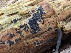 Rosellinia subiculata