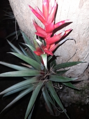 Tillandsia archeri