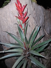 Tillandsia archeri