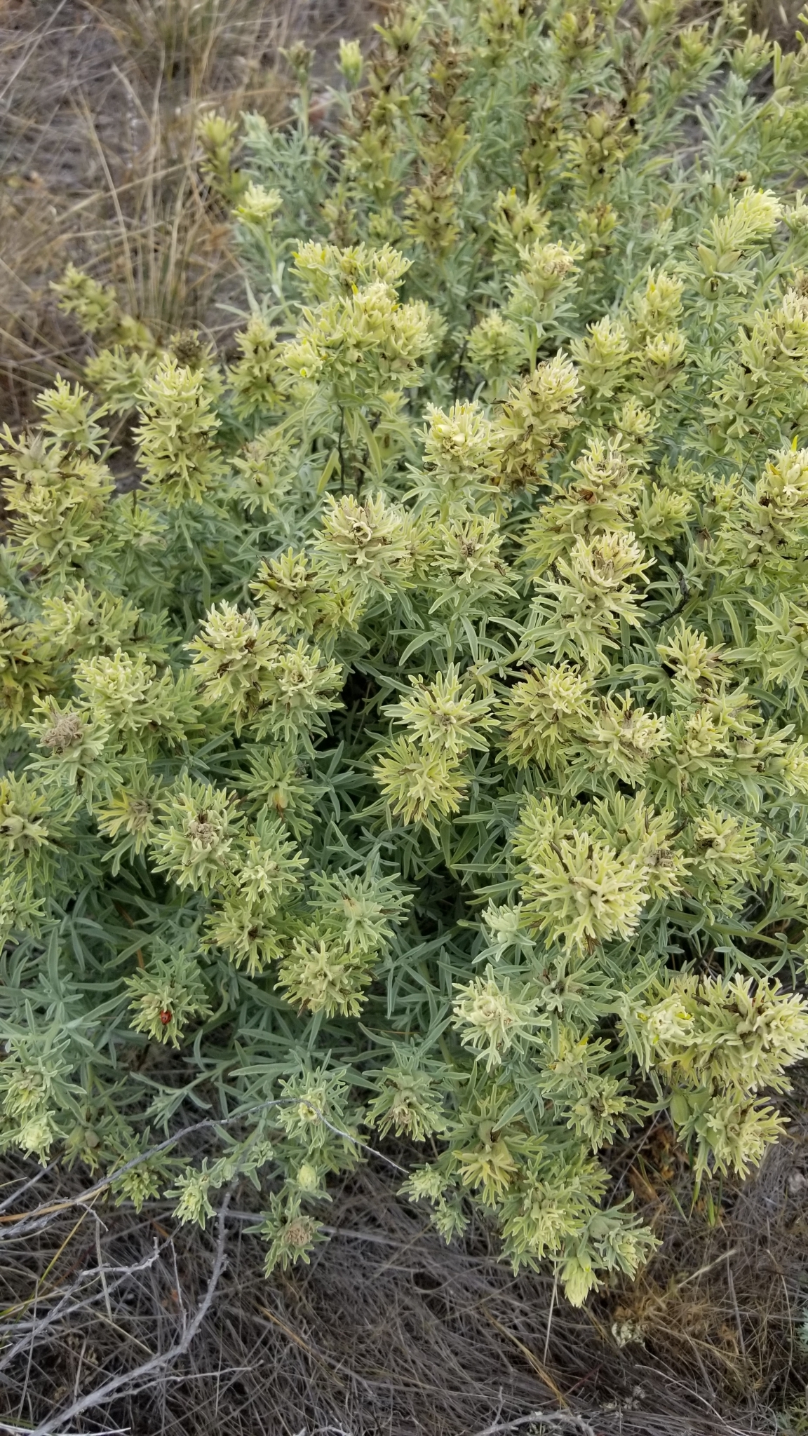 Castilleja grisea Dunkle