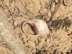 Megalobulimus oblongus