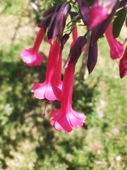Cantua