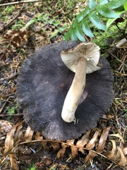 Lactarius fallax