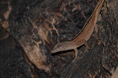 Anolis sagrei