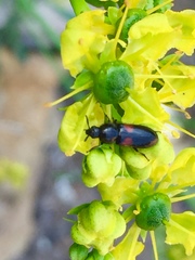Divales bipustulatus