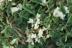 Astragalus scaberrimus