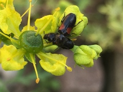 Divales bipustulatus