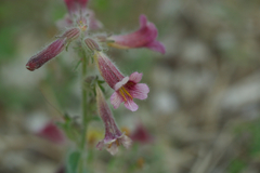 Rehmannia glutinosa