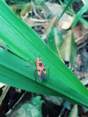 Dysdercus sanguinarius