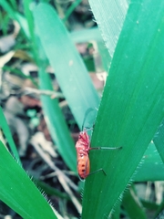 Dysdercus sanguinarius