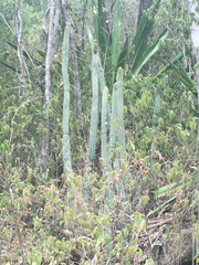 Praecereus euchlorus
