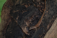 Anolis sagrei