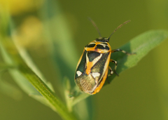 Eurydema gebleri
