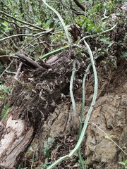 Selenicereus spinulosus