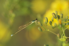 Ischnura asiatica