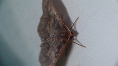 Metarranthis angularia